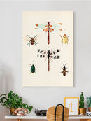 Insect Varieties Ii Wall Art -Annie Warren Designs