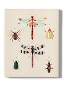 Insect Varieties Ii Wall Art -Annie Warren Designs