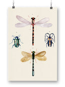 Insect Varieties I Wall Art -Annie Warren Designs