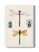 Insect Varieties I Wall Art -Annie Warren Designs