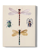 Insect Varieties I Wall Art -Annie Warren Designs