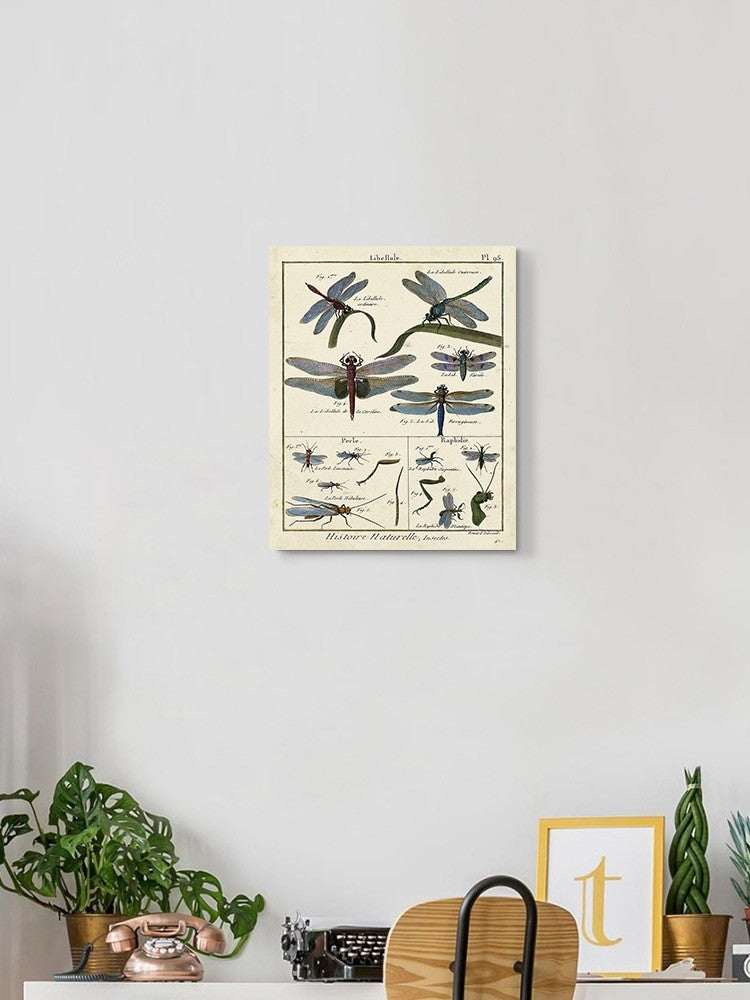 Dragonfly Encyclopedia Wall Art -Denis Diderot Designs