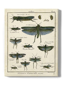 Insects Encyclopedia Wall Art -Denis Diderot Designs