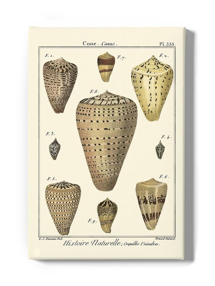 Cone Shells. Wall Art -Denis Diderot Designs