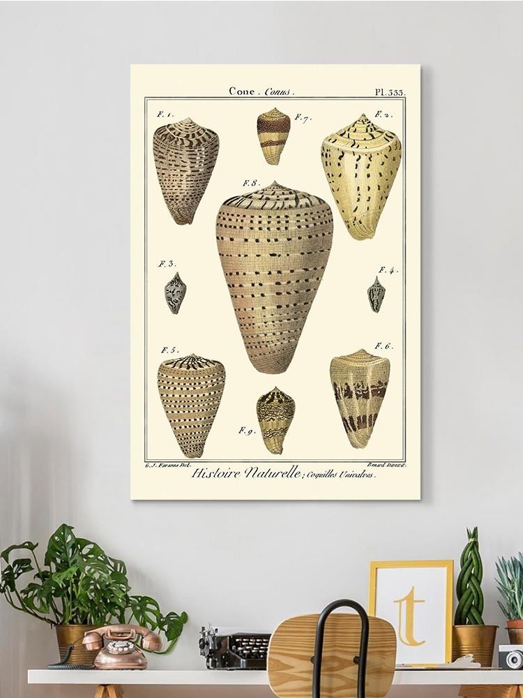 Cone Shells. Wall Art -Denis Diderot Designs