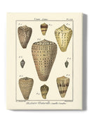 Cone Shells. Wall Art -Denis Diderot Designs