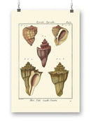 Pyrule Shells Wall Art -Denis Diderot Designs