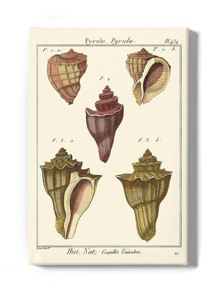 Pyrule Shells Wall Art -Denis Diderot Designs