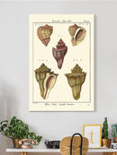 Pyrule Shells Wall Art -Denis Diderot Designs