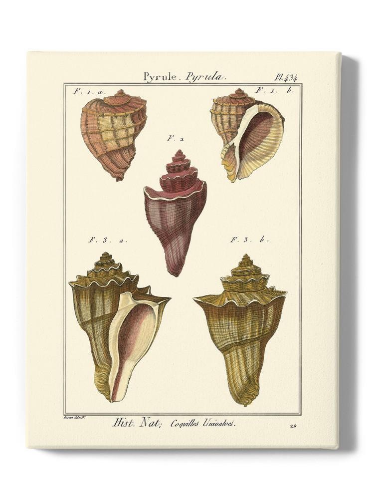Pyrule Shells Wall Art -Denis Diderot Designs