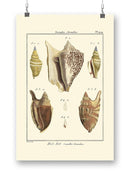 Strombe Shells Wall Art -Denis Diderot Designs