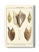 Strombe Shells Wall Art -Denis Diderot Designs