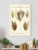 Strombe Shells Wall Art -Denis Diderot Designs