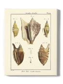 Strombe Shells Wall Art -Denis Diderot Designs