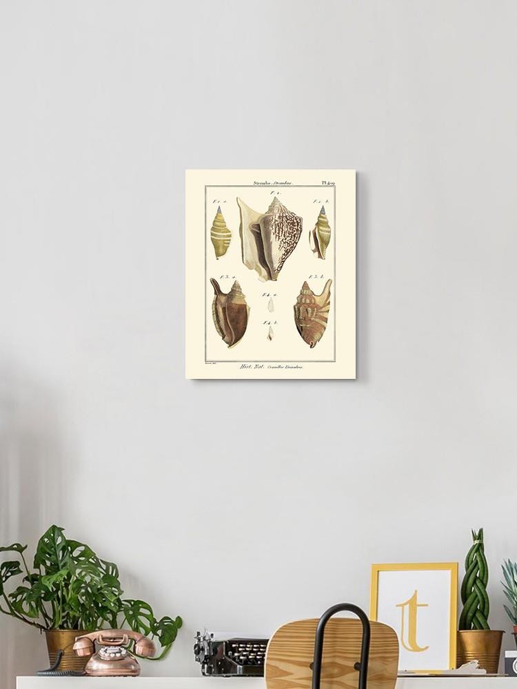 Strombe Shells Wall Art -Denis Diderot Designs