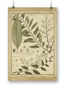 Talisia And Claufena Leaves Wall Art -Denis Diderot Designs