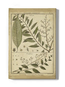 Talisia And Claufena Leaves Wall Art -Denis Diderot Designs