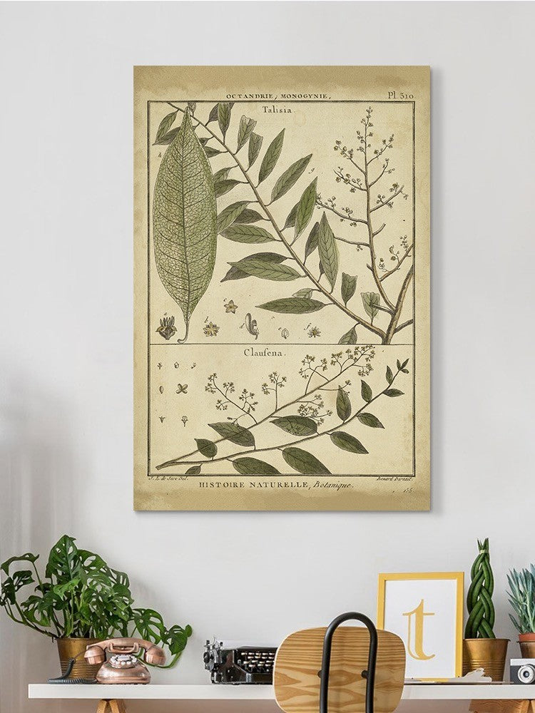 Talisia And Claufena Leaves Wall Art -Denis Diderot Designs