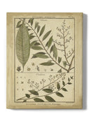 Talisia And Claufena Leaves Wall Art -Denis Diderot Designs