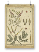 Diderot Antique Ferns Ii. Wall Art -Denis Diderot Designs
