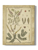 Diderot Antique Ferns Ii. Wall Art -Denis Diderot Designs