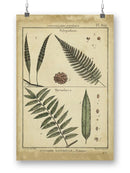 Diderot Antique Ferns Iii. Wall Art -Denis Diderot Designs