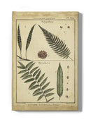 Diderot Antique Ferns Iii. Wall Art -Denis Diderot Designs
