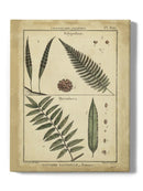 Diderot Antique Ferns Iii. Wall Art -Denis Diderot Designs