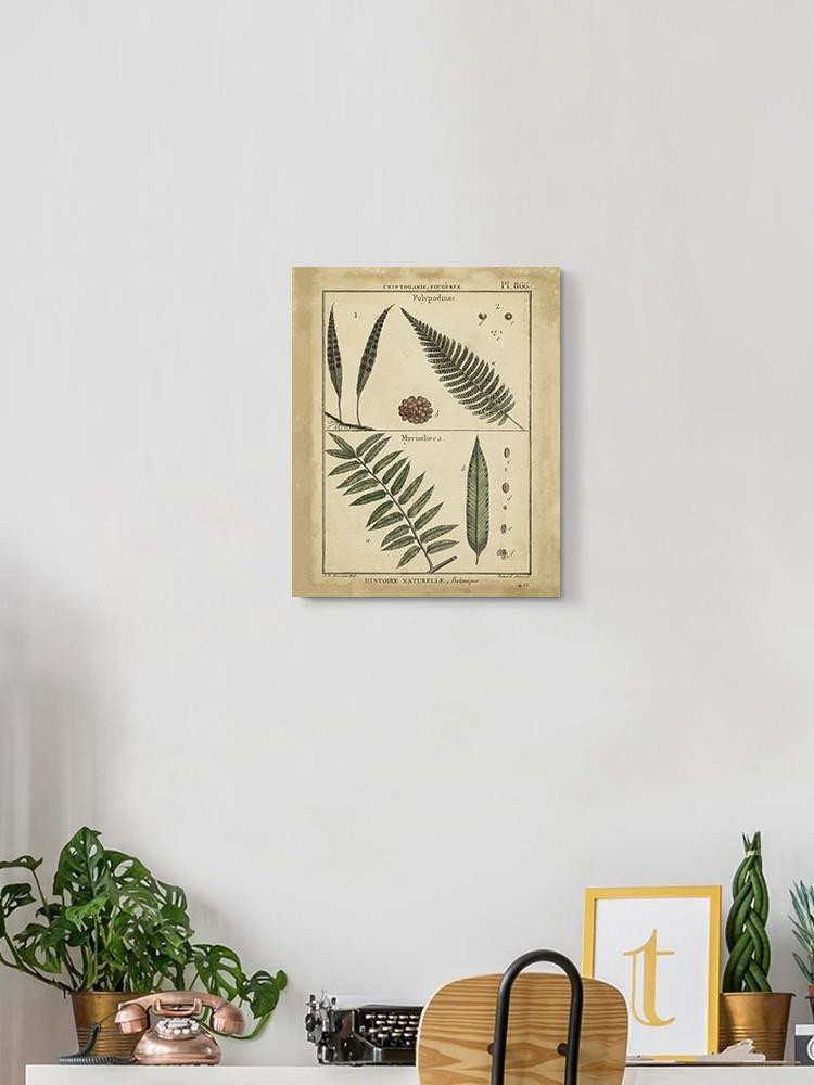 Diderot Antique Ferns Iii. Wall Art -Denis Diderot Designs