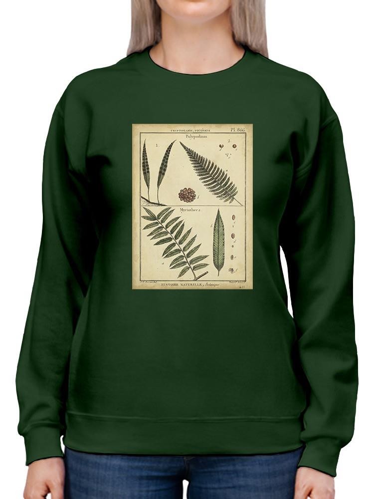 Diderot Antique Ferns Iii. Sweatshirt -Denis Diderot Designs