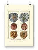 Sand Dollars I Wall Art -Denis Diderot Designs