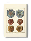 Sand Dollars I Wall Art -Denis Diderot Designs