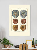 Sand Dollars I Wall Art -Denis Diderot Designs