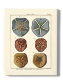 Sand Dollars I Wall Art -Denis Diderot Designs
