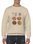 Sand Dollars Ii Sweatshirt -Denis Diderot Designs