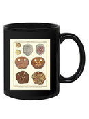 Sand Dollars Ii Mug -Denis Diderot Designs