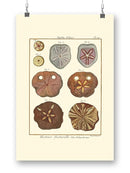 Sand Dollars Ii Wall Art -Denis Diderot Designs
