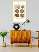 Sand Dollars Ii Wall Art -Denis Diderot Designs