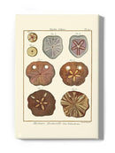 Sand Dollars Ii Wall Art -Denis Diderot Designs