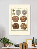 Sand Dollars Ii Wall Art -Denis Diderot Designs