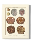 Sand Dollars Ii Wall Art -Denis Diderot Designs