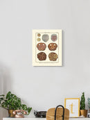 Sand Dollars Ii Wall Art -Denis Diderot Designs