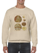 Sand Dollars Iii Sweatshirt -Denis Diderot Designs
