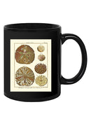 Sand Dollars Iii Mug -Denis Diderot Designs