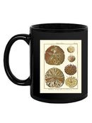 Sand Dollars Iii Mug -Denis Diderot Designs