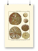 Sand Dollars Iii Wall Art -Denis Diderot Designs