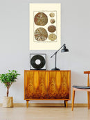 Sand Dollars Iii Wall Art -Denis Diderot Designs