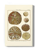 Sand Dollars Iii Wall Art -Denis Diderot Designs