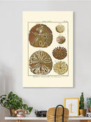 Sand Dollars Iii Wall Art -Denis Diderot Designs