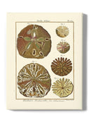 Sand Dollars Iii Wall Art -Denis Diderot Designs